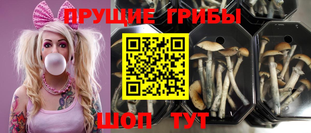 Псилоцибиновые грибы ЛСД  Галлюциногенные грибы ЛСД  Лениногорск  Вход с VPN 